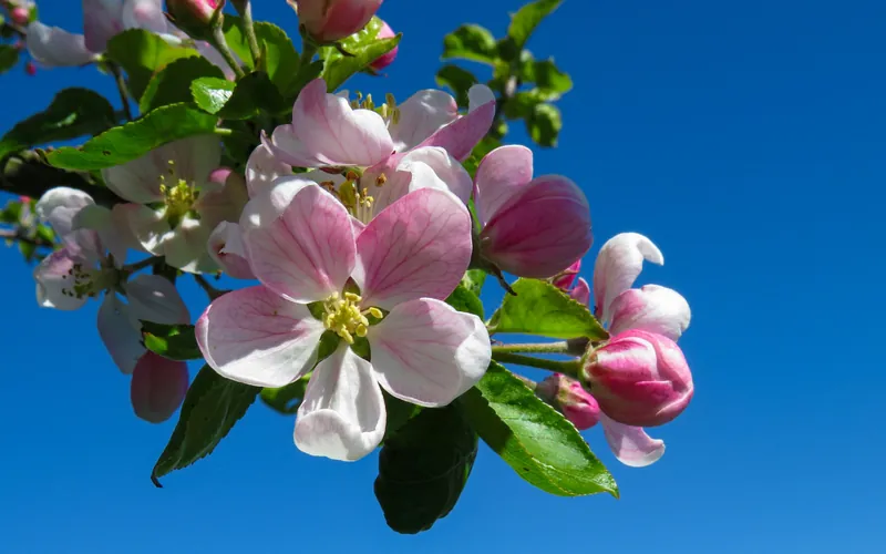 Fleurs de pommier roses et blanches sur un ciel bleu au printemps