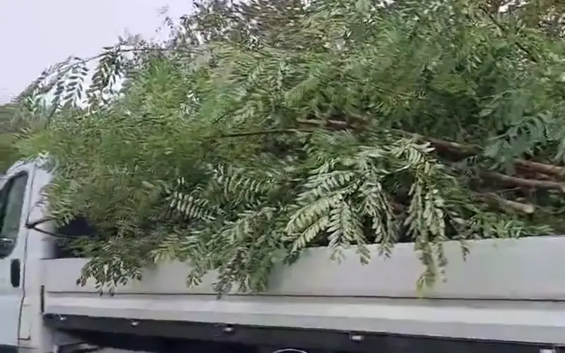 Camion benne chargé de branchages après un élagage dans le Haut-Doubs