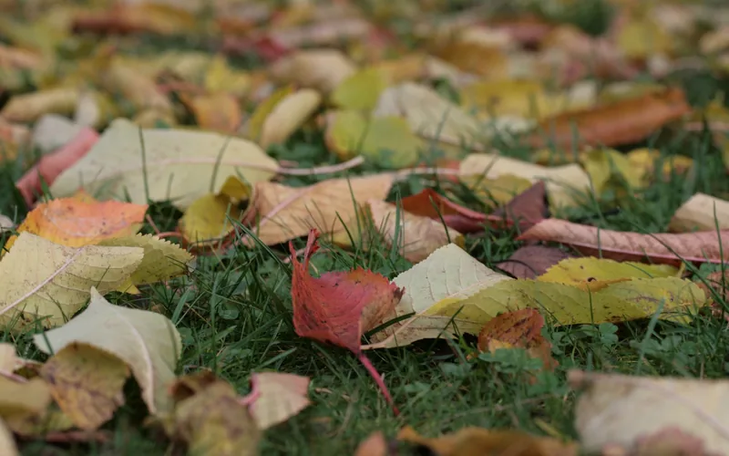 Feuilles mortes d'automne sur une pelouse, à ramasser avant les premières neiges