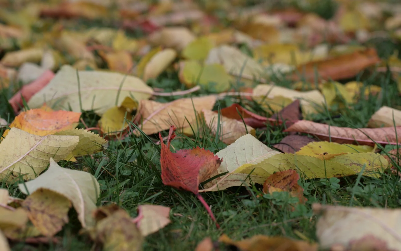 Feuilles mortes d'automne sur une pelouse, à ramasser avant les premières neiges