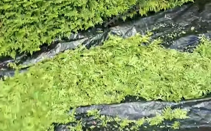Haie de thuyas dense taillée par un paysagiste dans le Haut-Doubs