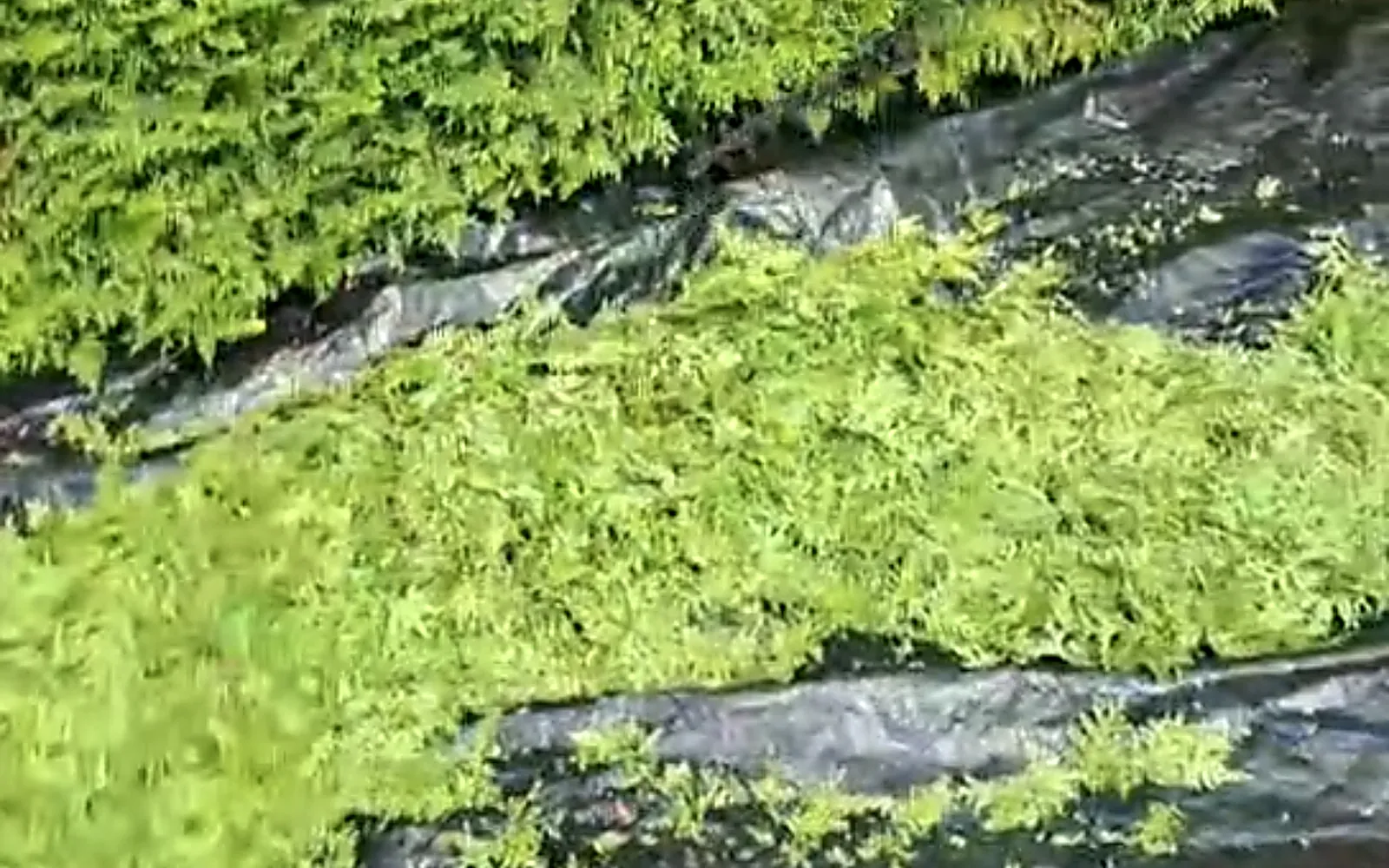 Haie de thuyas dense taillée par un paysagiste dans le Haut-Doubs