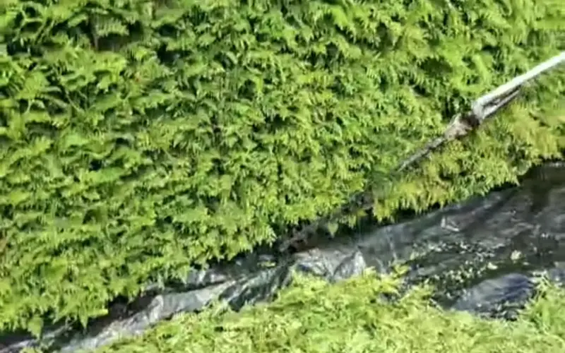 Haie de thuyas taillée dans le Haut-Doubs, avec bâche de récupération au pied