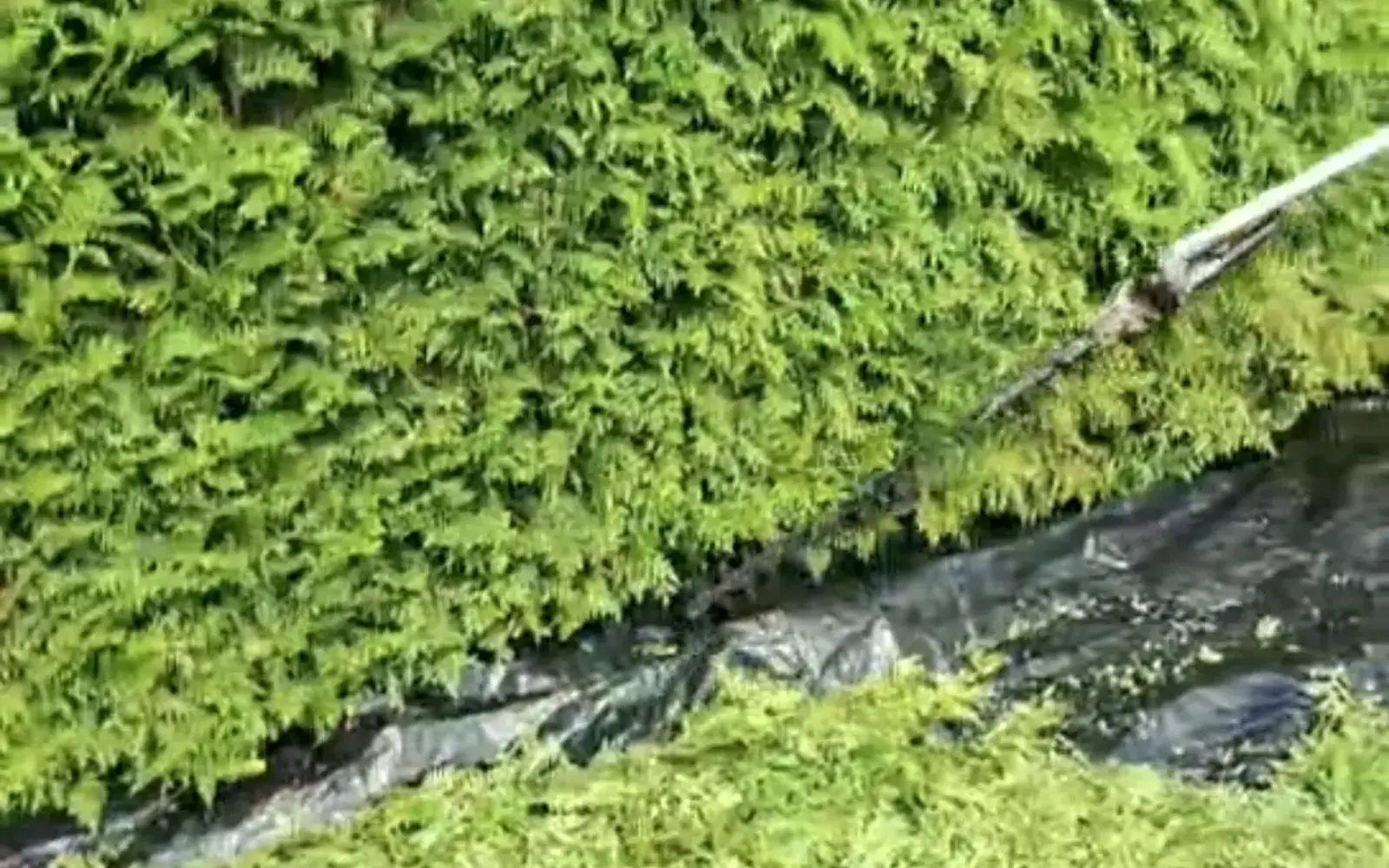 Haie de thuyas taillée dans le Haut-Doubs, avec bâche de récupération au pied