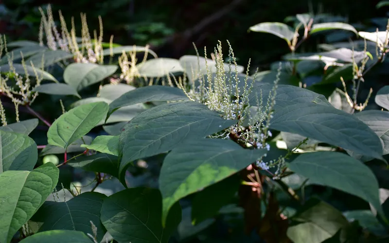 Massif de renouée du Japon en fleurs, grandes feuilles vertes et grappes de petites fleurs blanches