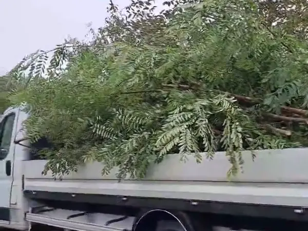 Camion benne chargé de branchages après une taille